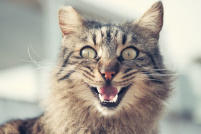 Adorable meowing cat - slon.pics - free stock photos and illustrations
