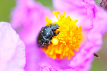 Black Bug on a pinky flower - slon.pics - free stock photos and illustrations