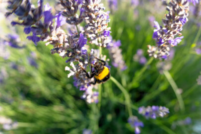 Bombus terrestris and the lavender flower - slon.pics - free stock photos and illustrations