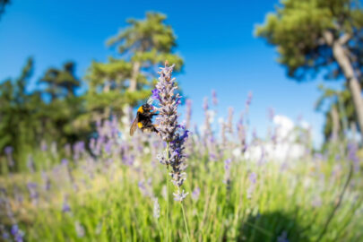Bumblebee on lavender blossom - slon.pics - free stock photos and illustrations