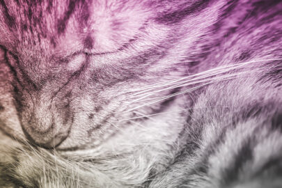 Closeup portrait of a cute sleeping cat - slon.pics - free stock photos and illustrations