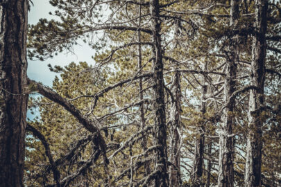 Pine forest - slon.pics - free stock photos and illustrations