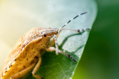 Shield bug, also known as stink bug on a plant - slon.pics - free stock photos and illustrations