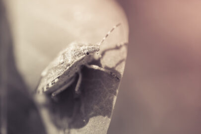 Shield bug on a leaf. Macro photo - slon.pics - free stock photos and illustrations