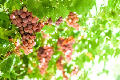 Single bunch of red grapes on vine - slon.pics - free stock photos and illustrations