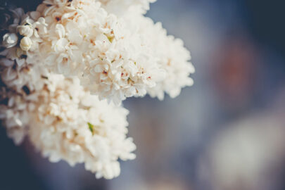 White lilac close-up - slon.pics - free stock photos and illustrations