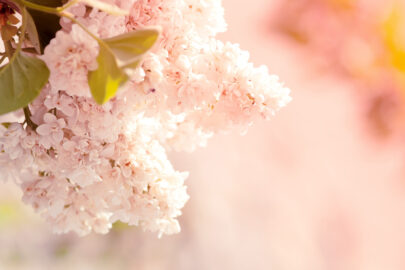 Beautiful lilac flowers close-up - slon.pics - free stock photos and illustrations