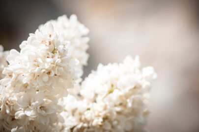 Blooming Lilac Flowers - slon.pics - free stock photos and illustrations