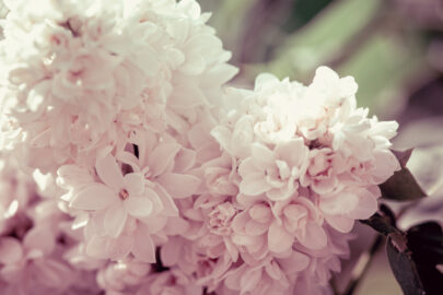 Branch of white lilac flowers - slon.pics - free stock photos and illustrations
