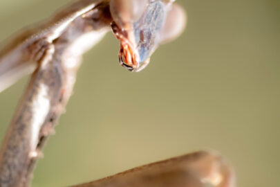 Close-up of praying mantis - slon.pics - free stock photos and illustrations