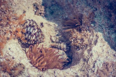 Corals and Crayfish. Macro photo - slon.pics - free stock photos and illustrations