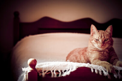 Ginger Cat laying on a bed - slon.pics - free stock photos and illustrations