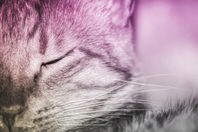 Half-face portrait of a cat - slon.pics - free stock photos and illustrations