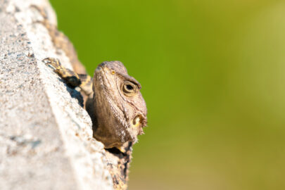 Lizard head on green background - slon.pics - free stock photos and illustrations