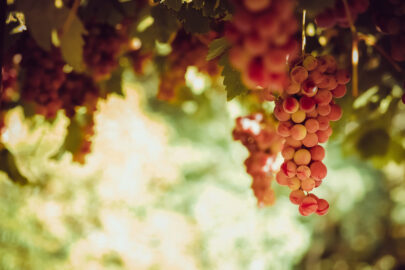 Red grape bunches hanging from vine in sun light - slon.pics - free stock photos and illustrations