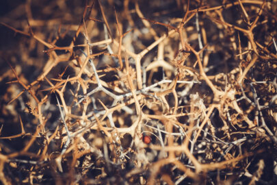 Thorny hedge. Natural background - slon.pics - free stock photos and illustrations