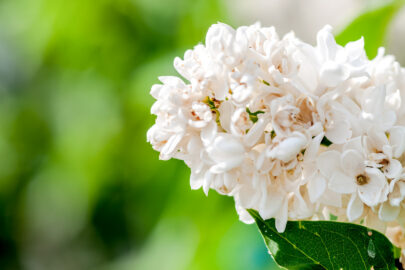 White Lilac - slon.pics - free stock photos and illustrations