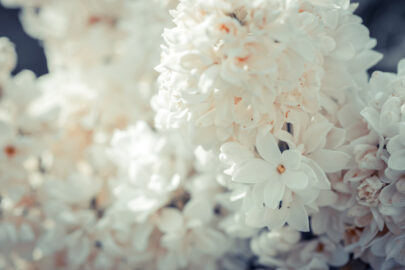 White lilac blossom, selective focus - slon.pics - free stock photos and illustrations