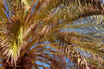 Close up upward view of tropical palm tree - slon.pics - free stock photos and illustrations