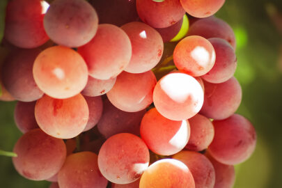 Glowing grapes close-up - slon.pics - free stock photos and illustrations