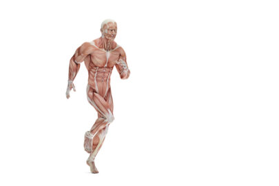 Anatomical illustration of a runner. 3D illustration. Isolated. Contains clipping path - slon.pics - free stock photos and illustrations