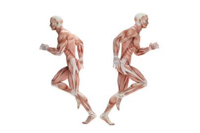 Anatomy of a runner. 3D illustration. Isolated. Contains clipping path - slon.pics - free stock photos and illustrations