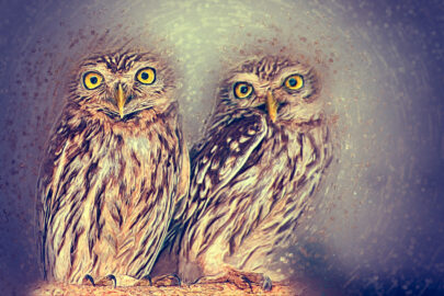 Athene Owl Illustration. Digital Illustration - slon.pics - free stock photos and illustrations