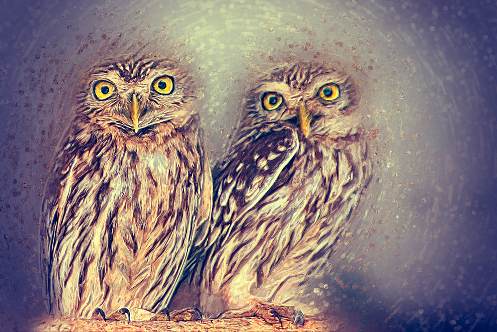Athene Owl Illustration. Digital Illustration