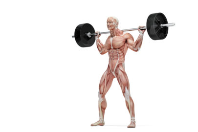 Barbell exercises. Anatomical illustration. Isolated over white. Contains clipping path - slon.pics - free stock photos and illustrations