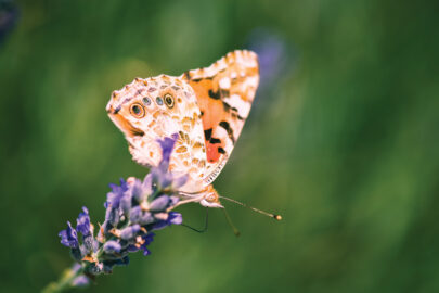 Butterfly on lavender - slon.pics - free stock photos and illustrations