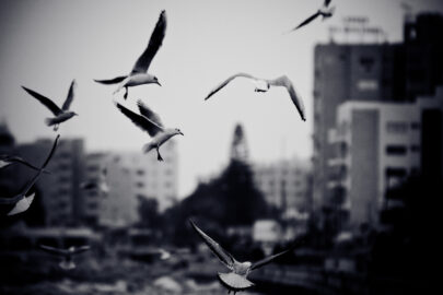 Cityscape with seagulls. Black and white photo with film grain effect - slon.pics - free stock photos and illustrations