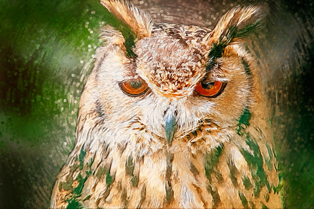 Drawn Owl Portrait. Digital Illustration