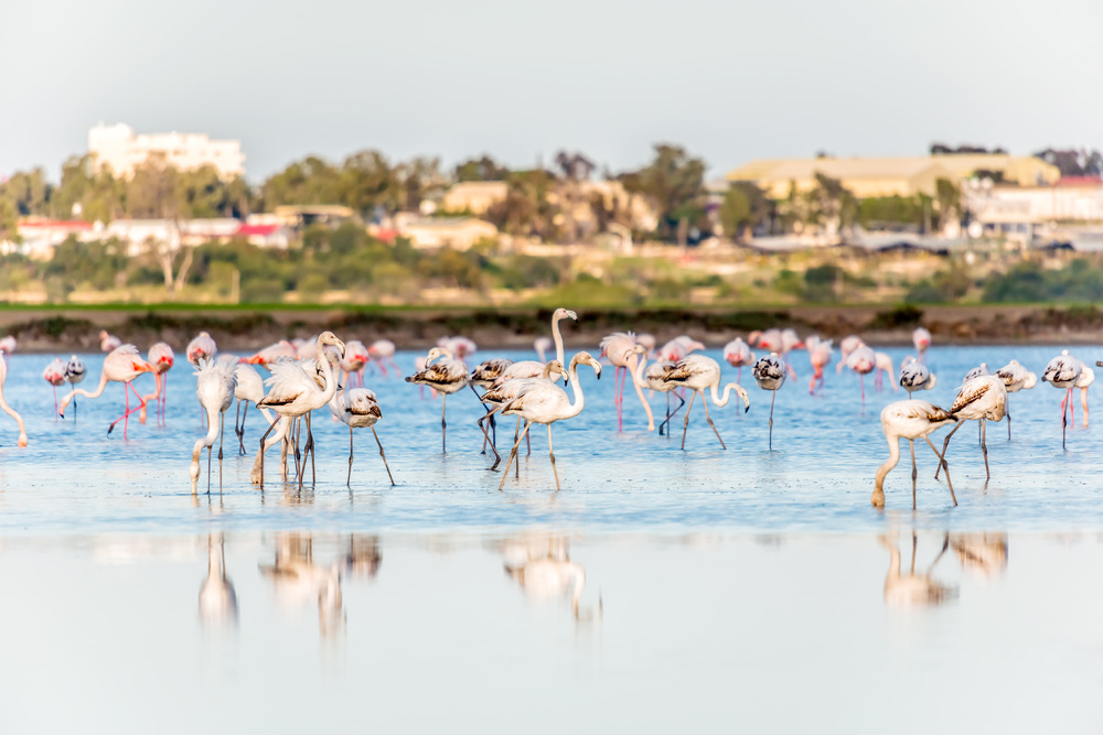 Flamingos at the salt lake of Larnaca, Cyprus