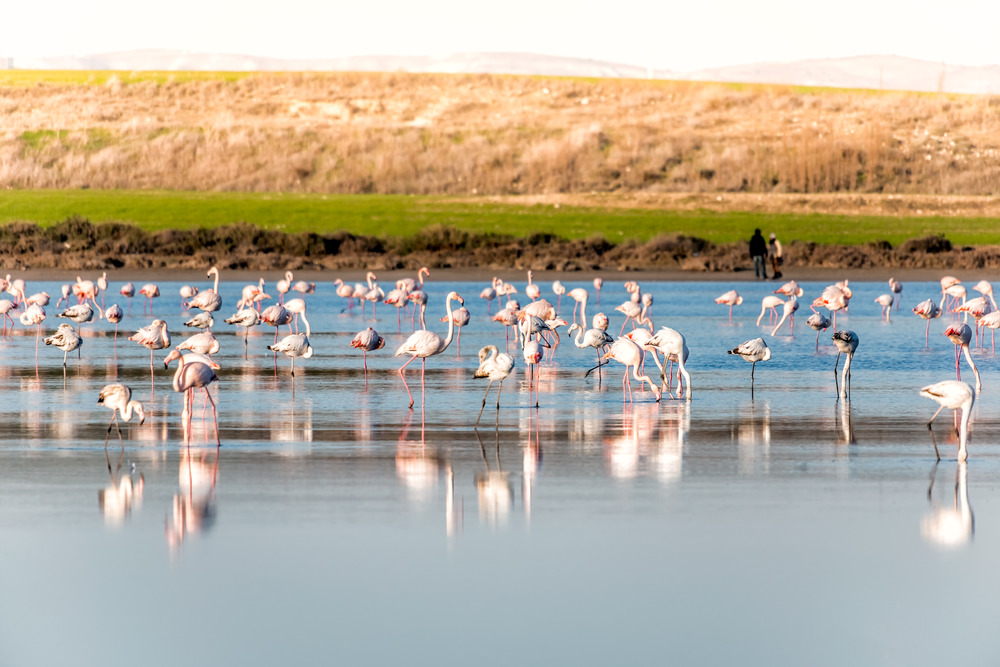 Group of Flamingoes feeding at the Salt lake of Larnaca, Cyprus