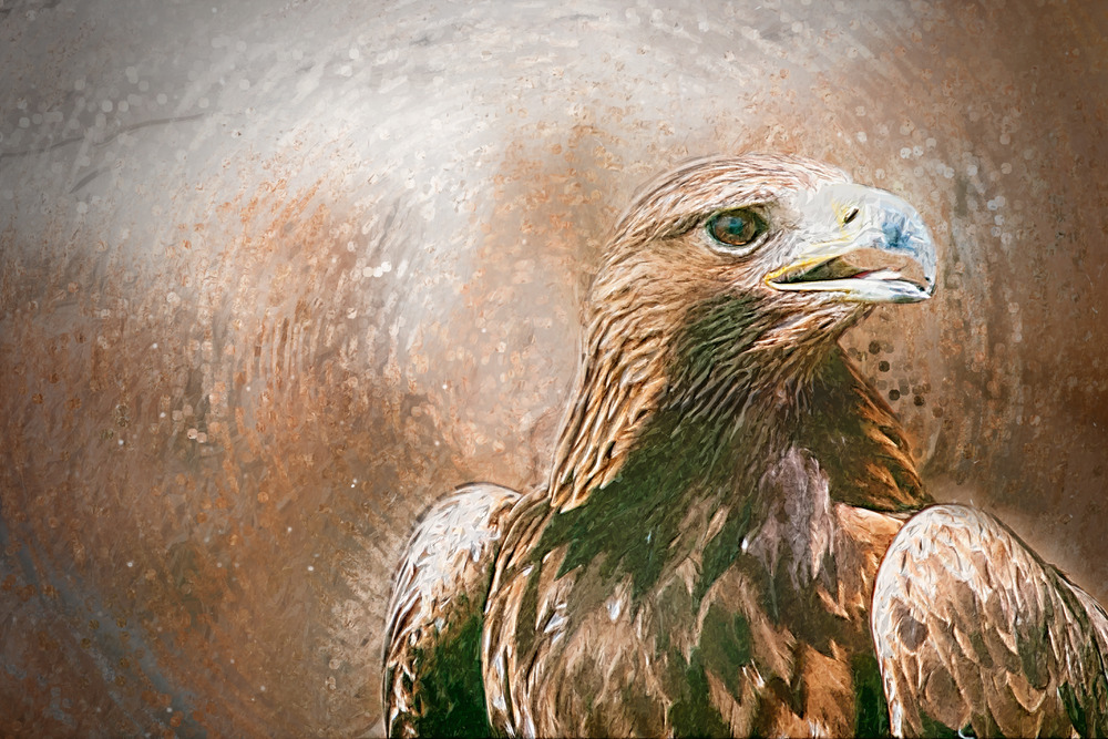 Hawk portrait. Digital Illustration