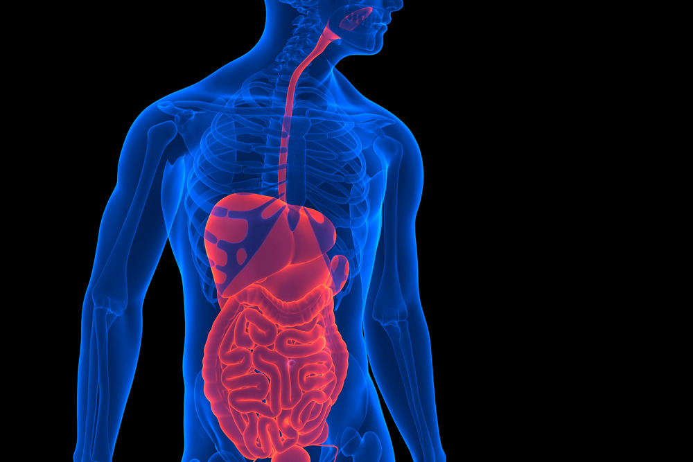 Human body. 3D render of a human internal organs. Contains clipping path
