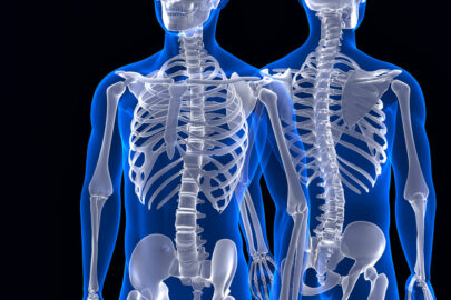 Human skeleton. Front and back view. Contains clipping path - slon.pics - free stock photos and illustrations