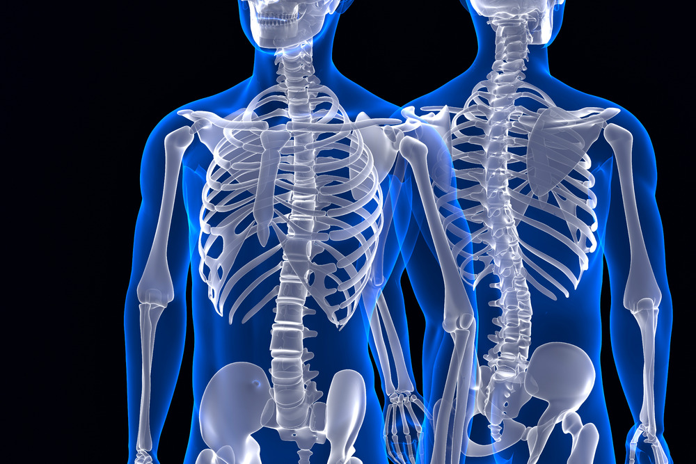 Human skeleton. Front and back view. Contains clipping path