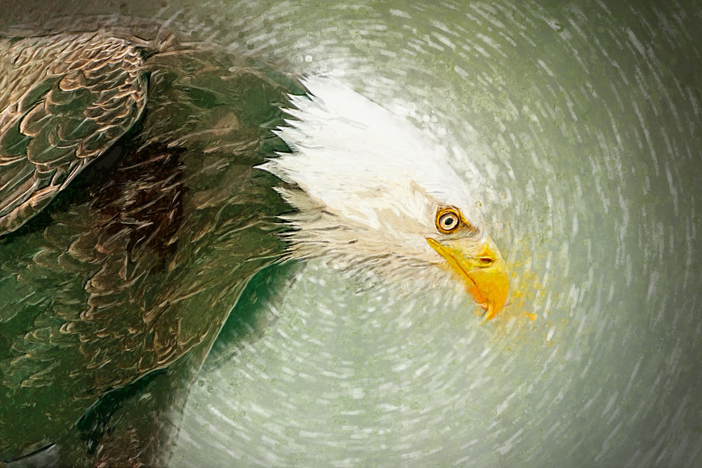 Illustration of Bald Eagle. Digital Illustration