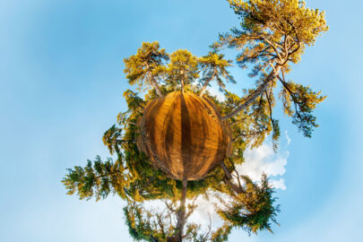 Miniature planet with pine forest. Stereographic projection. - slon.pics - free stock photos and illustrations