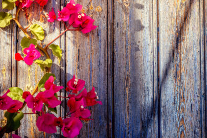 Old wooden door with bougainvillea - slon.pics - free stock photos and illustrations