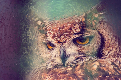 Owl close-up portrait. Digital Illustration - slon.pics - free stock photos and illustrations