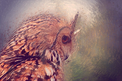 Owl closeup portrait. Digital Illustration - slon.pics - free stock photos and illustrations
