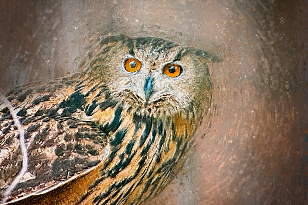 Owl portrait. Digital Illustration