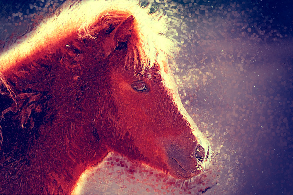 Pony portrait. Digital Illustration