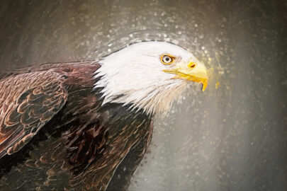 Portrait of a bald eagle. illustration - slon.pics - free stock photos and illustrations