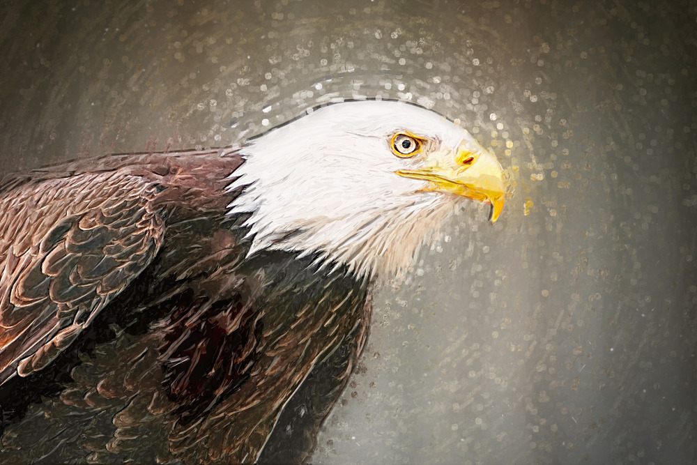 Portrait of a bald eagle. illustration