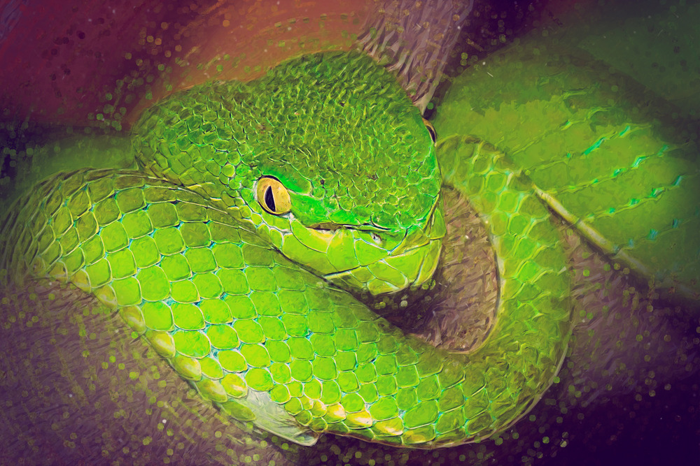 Python portrait. Digital Illustration