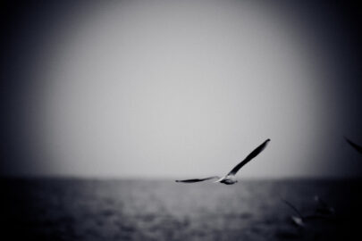 Seagull soaring over sea. Black and white photo with film grain effect - slon.pics - free stock photos and illustrations
