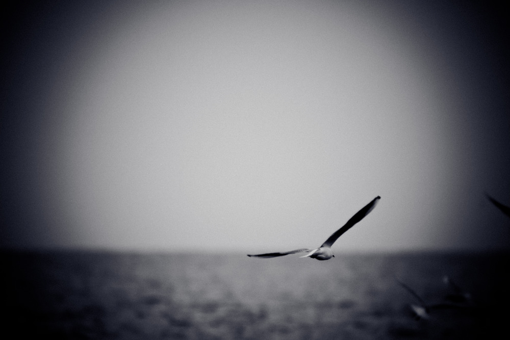 Seagull soaring over sea. Black and white photo with film grain effect